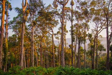 Wild jungle in the highlands.
