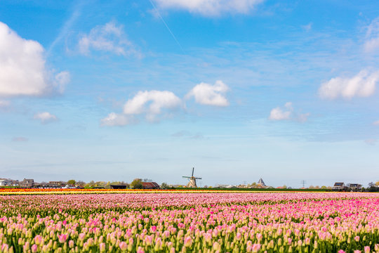 Windmill in fields with pink tulips in the Netherlands