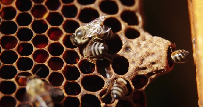 Bees in a beehive on honeycomb