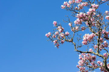 Magnolia Tree