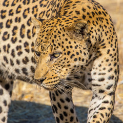 Leopard in the sun, one of the Big Five in africa