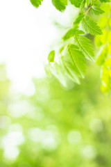 Fototapeta na wymiar Fresh green leaves in springtime