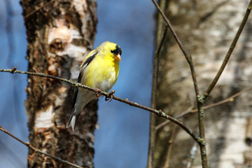 yellow  American Goldfinch