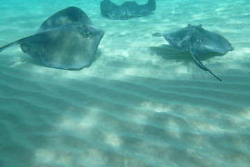 Stingray