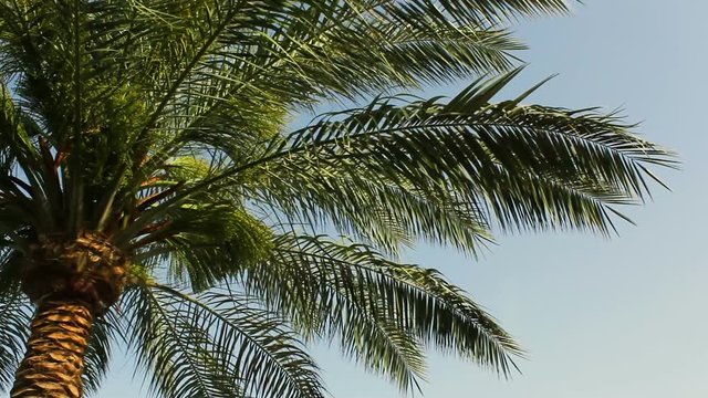 Large green leaves of a palm tree swing from the wind against a blue clear sky. The beauty of unspoilt nature.