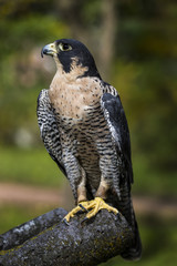 Peregrine Falcon
