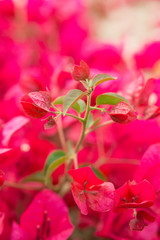 Bougainvillea