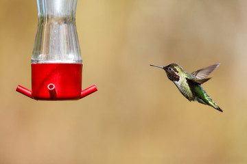 flying Anna's hummingbird