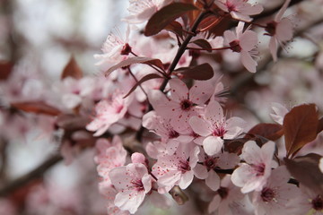 branches with spring white flowers