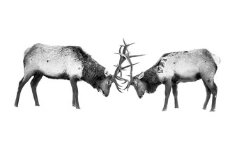 Bull elk fighting black and white 