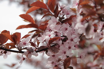 branches with spring white flowers