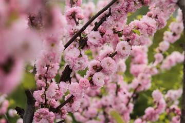 branches with spring white flowers ,floral, nature, green ,life, blooming, petals, dream ,branches, small,leaves ,drops ,trees, pure ,dreamy ,