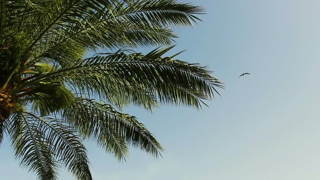 A small flock of birds gracefully fly over the leaves of a palm tree against a clear blue sky. Flora and fauna.