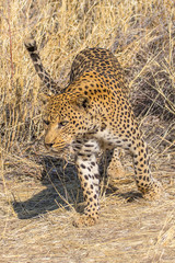 Fototapeta na wymiar Leopard in the sun, one of the Big Five in africa