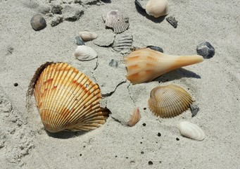 Fototapeta na wymiar Beautiful seashells on sand background in Atlantic coast of North Florida 