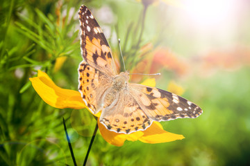 golden coreopsis with butterfly