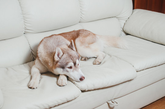 siberian husky dog lying on a sofa
