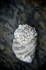 Macro of a seashell with barnacles - 145166900