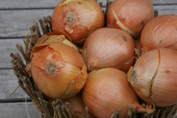 onion bulbs in basket