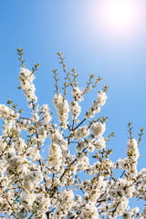 Prunus on nature background