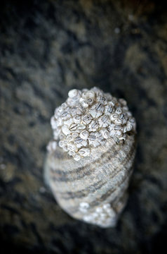 Macro of a seashell with barnacles