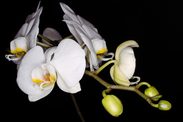 Orchidea, Orchid © Maciej Olszewski
