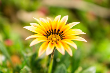 Gazania