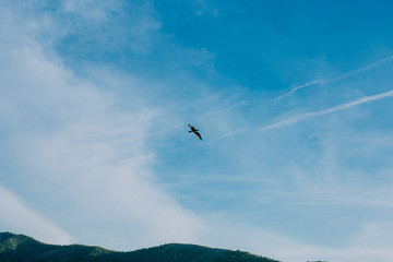 Fototapeta na wymiar photo of gull in sky with clouds and bright sun