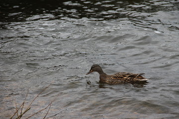 Duck