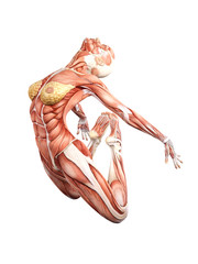 Female muscle anatomy 3D Illustration