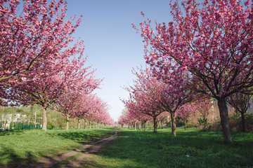 japanese cherry blossoms against blue sky