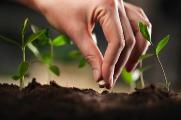 Plant.