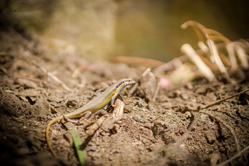 lizard closeup