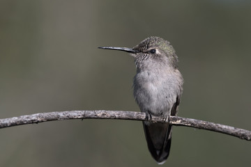 Anna's hummingbird.