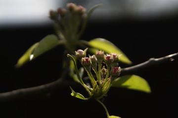 Red and white buds of fruit tree, as pear, apple, almond or cherry, on a branch, in spring under the sun