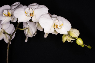 Fototapeta na wymiar Orchidea, Orchid