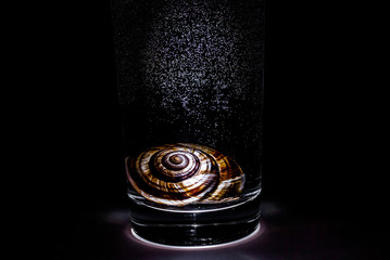 Snail in the glass