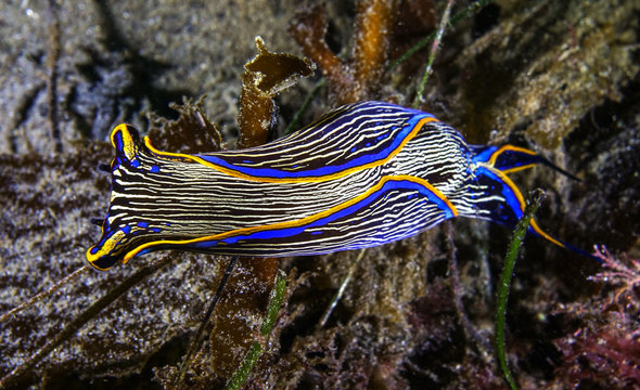 Underwater Navanax, Nudibranch
