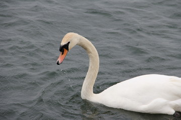 Plakat Swan
