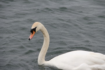 Fototapeta na wymiar Swan at Rutland Water