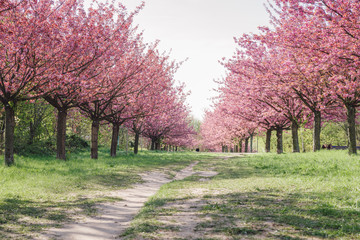 japanese cherry blossoms against blue sky