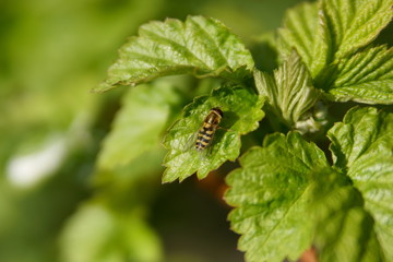 fly on a green leaf. macro
