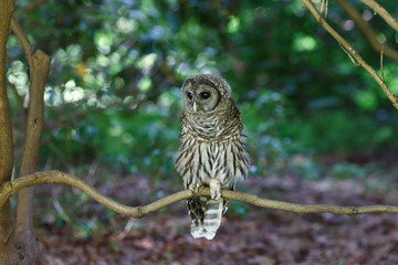 Juvenile barred owl