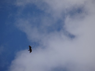 bird flying