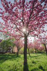 japanese cherry blossoms against blue sky