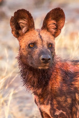 Wild dogs playing after hunting in the morning sun