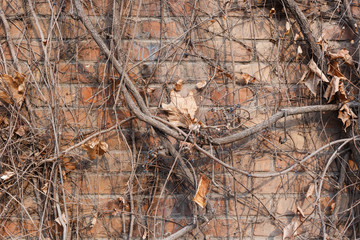 Bare ivy and red brick wall