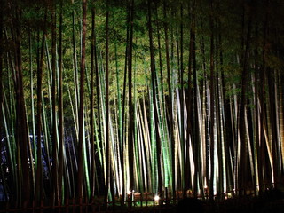 縮景園の竹林