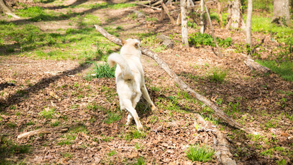 Dog Running Away With Large Stick