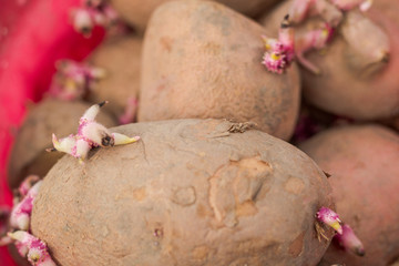 Germ or buds of potatoes